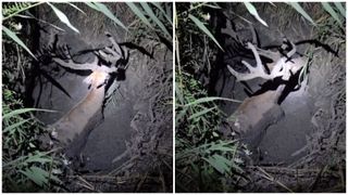 VIDEO Momentul &icirc;n care un cerb este salvat, după ce a căzut &icirc;ntr-o groapă: &bdquo;Era fără putere și renunțase la luptă&rdquo;