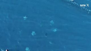 VIDEO Un fenomen rar &icirc;n Marea Mediterană: Grupuri de pisici de mare pe cale de dispariție, filmate l&acirc;ngă Trieste