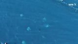 VIDEO Un fenomen rar &icirc;n Marea Mediterană: Grupuri de pisici de mare pe cale de dispariție, filmate l&acirc;ngă Trieste