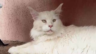 VIDEO &bdquo;Ne-au cucerit&rdquo;. Pisicile Maine Coon, vedete &icirc;ntr-o cafenea din București