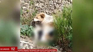 VIDEO O cățelusă a fost bătută și lăsată să moară pe calea ferată din Iași. Animăluțul, salvat &icirc;n ultimul moment