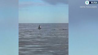 VIDEO Apariție rară &icirc;n Arctica. O balena cu cocoașă și puiul ei fascinează localnicii