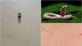 VIDEO Invazie de șerpi, după ce inundațiile au măturat mai multe ferme de reproducere. O femeie a murit, mușcată de o cobra