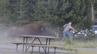 VIDEO Bunic atacat de un bizon &icirc;n Parcul Național Yellowstone. Imagini șocante au fost surprinse de un martor