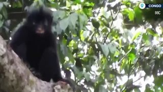 VIDEO Descoperire spectaculoasă &icirc;n Congo. S-a găsit o nouă specie de maimuță care are buze portocalii 