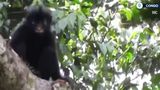 VIDEO Descoperire spectaculoasă &icirc;n Congo. S-a găsit o nouă specie de maimuță care are buze portocalii 