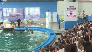 VIDEO Buluc la delfinariu, bilete epuizate. Vremea nefavorabilă de pe litoral i-a făcut pe turiști privitorii delfinilor