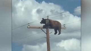 VIDEO Urs prins pe un st&acirc;lp de electricitate &icirc;n New Mexico. Animalul a murit electrocutat 