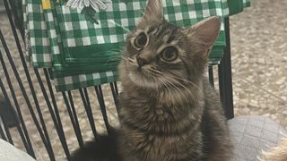 Kira, o pisicuță rănită, a dispărut dintr-o clinică veterinară din zona Chitilei. Familia cere ajutor pentru găsirea ei