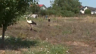 VIDEO Tragedie &icirc;n Domnești! Patru pui de barză au murit, după montarea unui transformator electric