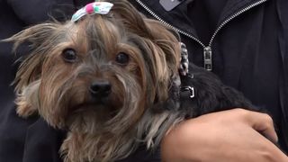 VIDEO Trucuri de bine: grija pentru animalele de companie, tratamente faciale recomandate și locuri &bdquo;de vacanță&rdquo; din București