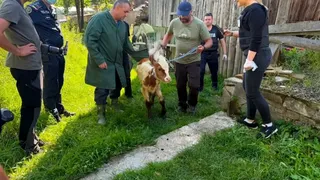 Curtea groazei la Suceava. Mai multe animale au fost găsite &icirc;nfometate, bolnave, unele deja moarte 