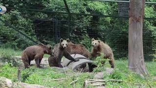 VIDEO &bdquo;E un lucru bun&rdquo;. O nouă viață pentru patru urși de la Zărnești