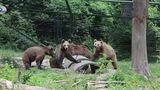VIDEO Transfăgărășanul, &icirc;ntre spectacol turistic și pericolul urșilor sălbatici