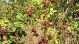 VIDEO &Icirc;nghesuială la cules de mure. Localnicii din Cluj-Napoca au luat fructele la prețuri avantajoase