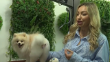 VIDEO Frumusețe sau cruzime? Controverse aprinse &icirc;n jurul accesoriilor decorative pentru c&acirc;ini