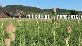 VIDEO Tuberoza, floarea care a pus satul Hoghilag pe hartă