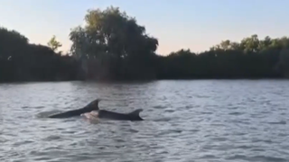 VIDEO Delfini &icirc;n Delta Dunării. Spectacolul neașteptat al mamiferelor marine &icirc;n apele dulci