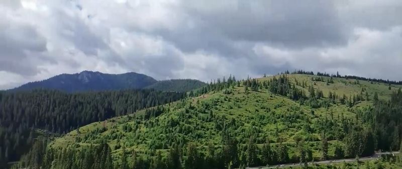 Refugiul camuflat în inima pădurii