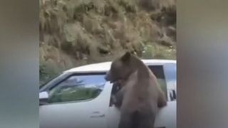 VIDEO S-au trezit cu ursul &icirc;n mașină. Animalele sălbatice s-au &icirc;nvățat cu oamenii de pe Transfăgărășan