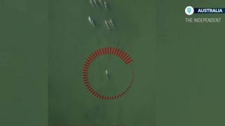 VIDEO Imagini emoționante. Doliu &icirc;n lumea delfinilor