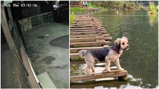 Snoopy a fost sf&acirc;șiată de un lup care a intrat &icirc;n curtea stăp&acirc;nei sale, &icirc;n stațiunea Lacu Roșu. Momentul &icirc;n care animalul sălbatic se năpustește asupra ei