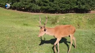 VIDEO Cerbii, gazdele unei aventuri &icirc;n natură