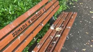 VIDEO Ciorile au luat cu asalt comunitățile rurale și urbane din Rom&acirc;nia