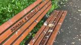 VIDEO Ciorile au luat cu asalt comunitățile rurale și urbane din Rom&acirc;nia