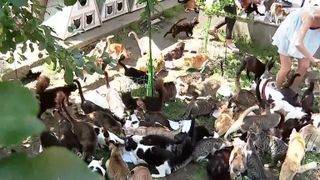 VIDEO O t&acirc;nără din București a salvat peste 160 de pisici și 16 c&acirc;ini. Și-a transformat locuința &icirc;ntr-un sanctuar al iubirii pentru animale