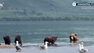 VIDEO Urșii, la pescuit &icirc;n Kamceatka