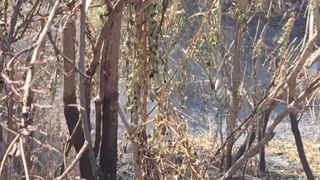 VIDEO Incendiu subteran misterios &icirc;n pădurea Lunca Mureșului. Cauza flăcărilor răm&acirc;ne necunoscută