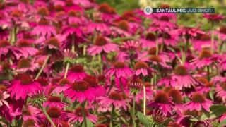 VIDEO &bdquo;&Icirc;ncercăm să ne adaptăm după cerințele pieței&rdquo;. Plantele medicinale, versatile și spectaculoase