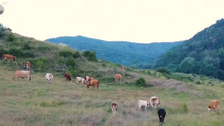 VIDEO Tehnologia &icirc;n slujba fermierilor: O familie din Buzău folosește drone pentru supravegherea turmei și protecția animalelor