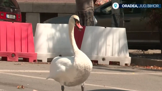 VIDEO Lebăda rătăcită &icirc;n trafic, salvată de pompieri și reunită cu familia &icirc;n Crișul Repede