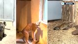 VIDEO Două hiene și un r&acirc;s carpatin, noile animale de la Zoo Brașov