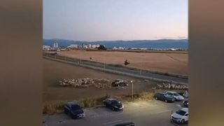 VIDEO Scandal &icirc;n Sibiu. Bărbat surprins lovind o oaie cu mașina &icirc;ntr-un cartier rezidențial