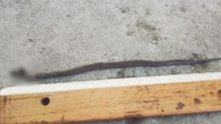 VIDEO Dosar penal pentru un șarpe de 22 cm. Povestea controversată din Argeș