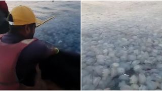 VIDEO Fenomen pe litoral - mii de meduze &icirc;n plasele pescarilor