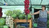VIDEO Fermierii din Oltenia abandonează recoltele. Pepenii și vinetele putrezesc pe c&acirc;mp din cauza prețurilor de nimic: &rdquo;Pierderile sunt enorme&rdquo;