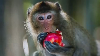 VIDEO Sărbătoare cu daruri la Grădina Zoologică din Brașov. 38 de maimuțe, răsfățate de turiști de Ziua Internațională a Primatelor