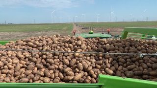 VIDEO &bdquo;Este o muncă ușoară&rdquo;. Cartofii rom&acirc;nești ajung &icirc;n supermarket