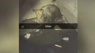 VIDEO Panică &icirc;n comuna Bob&acirc;lna. Ursul din beciul unei locuințe s-a dovedit a fi un c&acirc;ine blocat