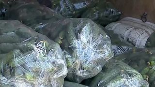 VIDEO Castraveți gratis doar să nu ajungă la gunoi. Un legumicultor oferă recolta oamenilor