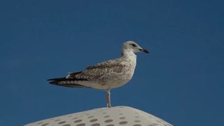 VIDEO Septembrie, a patra lună de vară pe litoral. Vremea e perfectă, dar turiștii sunt puțini