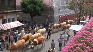 VIDEO Parada vacilor din Elveția cucerește turiștii și localnicii