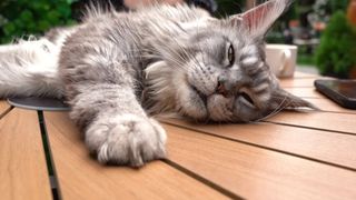  Prima cafenea cu pisici Maine Coon