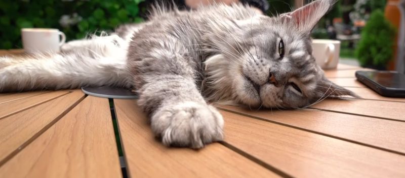  Prima cafenea cu pisici Maine Coon