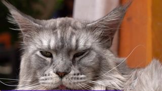  Prima cafenea cu pisici Maine Coon