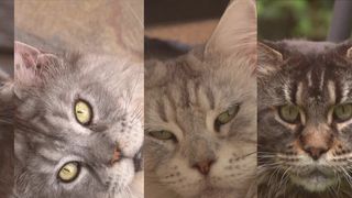 VIDEO Ce faci &icirc;n weekend, cu Claudia Costandiș. Prima cafenea cu pisici Maine Coon
